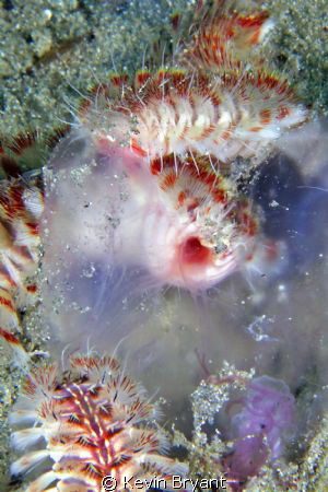 The jellies have been an issue of late.  Seems the only t... by Kevin Bryant 