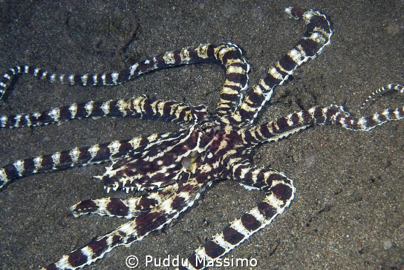 Mimic octopus,nikon d 200,Dumaguete by Puddu Massimo 