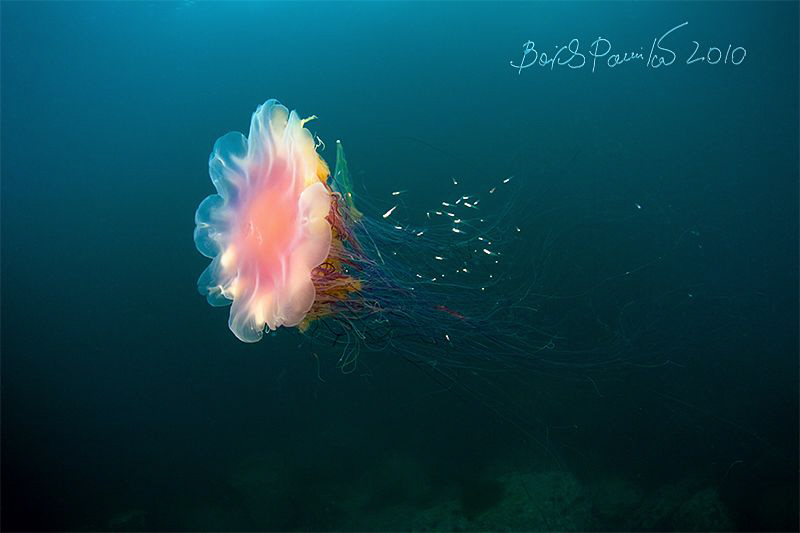fingerling under protection
/ Lion's Mane Jellyfish by Boris Pamikov 