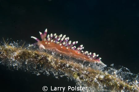 Diving the Aqua Cat in the Exhuma Islands. D300, 60mm wit... by Larry Polster 