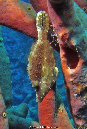 Slender File fish. Canon 95s with dual Ikelite AF 35 stro... by Robert Michaelson 
