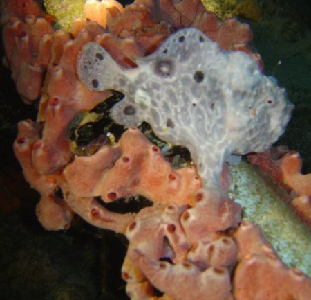 Frog Fish in Bonaire by Kelly N. Saunders 
