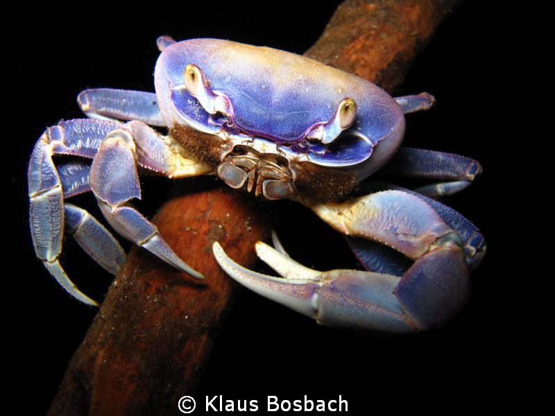 This crab was photographed by klaus Bosbach in Cenote "An... by Klaus Bosbach 