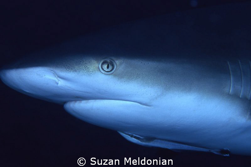 .. I seeeeeee you. by Suzan Meldonian 