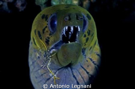 . by Antonio Legnani 