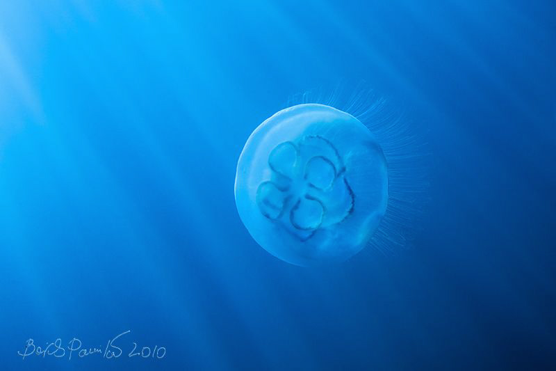 Moon in Sun Rays :-)
/ Aurelia aurita /moon jelly by Boris Pamikov 