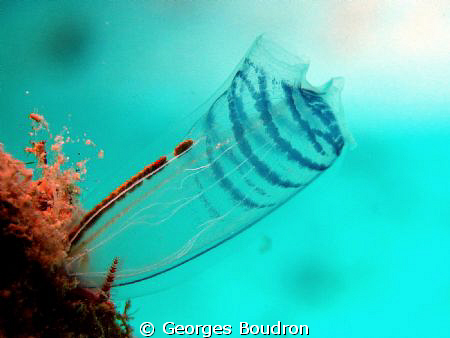 tunicate by Georges Boudron 