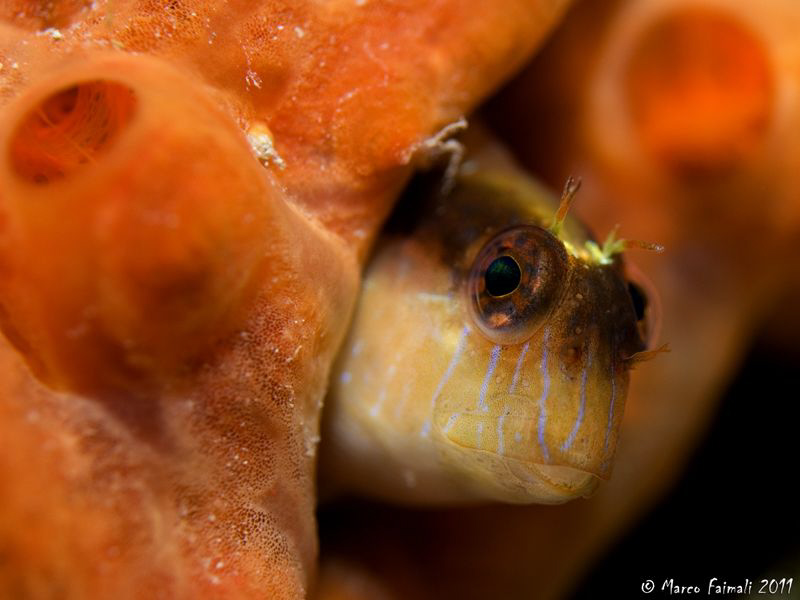 On the door of my sponge-house..... by Marco Faimali 