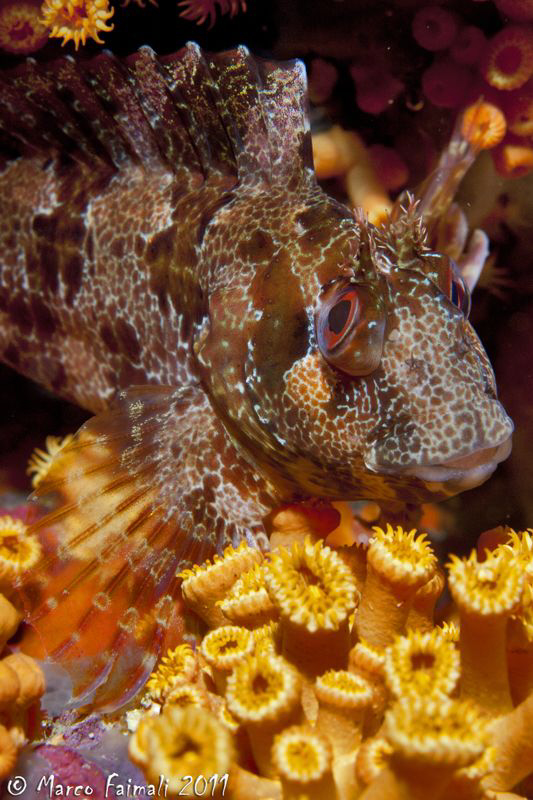 Mediterranean blenny...(Parablennius gattoruggine) by Marco Faimali 