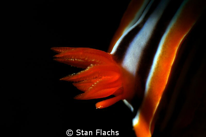 Chromodoris quadricolor - gills and eggs (probably parasi... by Stan Flachs 