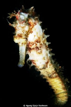 Sea Horse ... ! My favourite ... by Agung Djaja Rachwan 