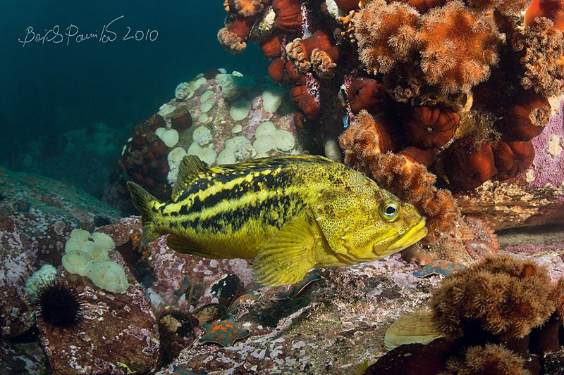 threestripe rockfish & hidden young octopus by Boris Pamikov 
