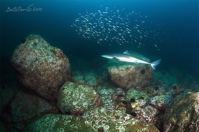 Shepherd
/ Spiny dogfish by Boris Pamikov 