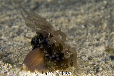 Nudi or a moving tube anemone ? Night dive, 50', subject ... by Larry Polster 