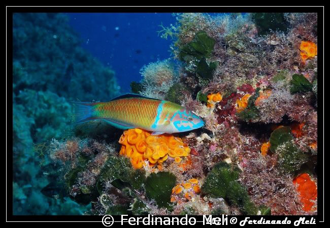 Thalassoma pavo. by Ferdinando Meli 