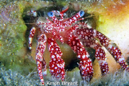 Finally a critter with a bit of color. by Kevin Bryant 