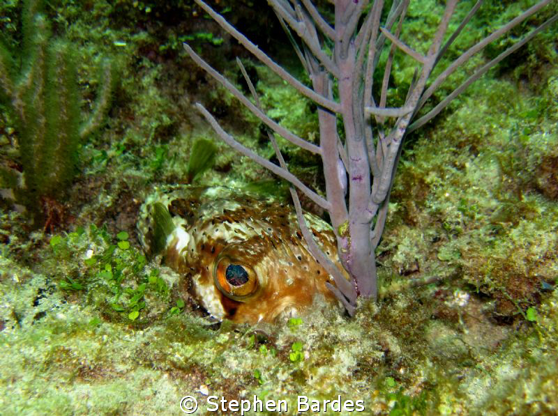 Puffer playing hide and seek by Stephen Bardes 