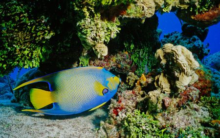 Cozumel Queen-Taken with Sea&Sea MM II Ex single strobe by Michael Shope 