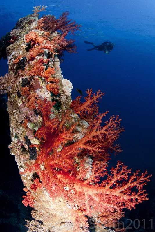 Perfect conditions at Abu Nuhas by Stew Smith 