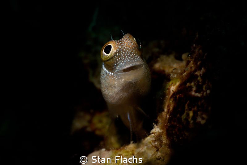 Tiny blenny (less than 1cm long) photographed with  micro... by Stan Flachs 