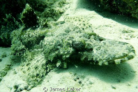 Croc by James Laker 
