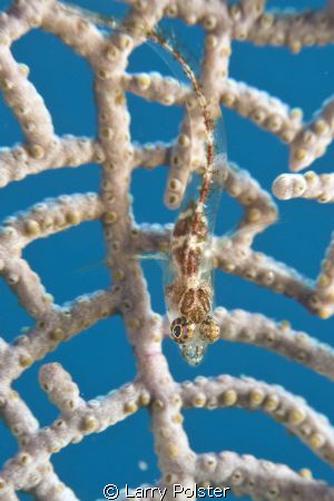 Goby with a long tail out in the open ???? Can anyone ID ... by Larry Polster 