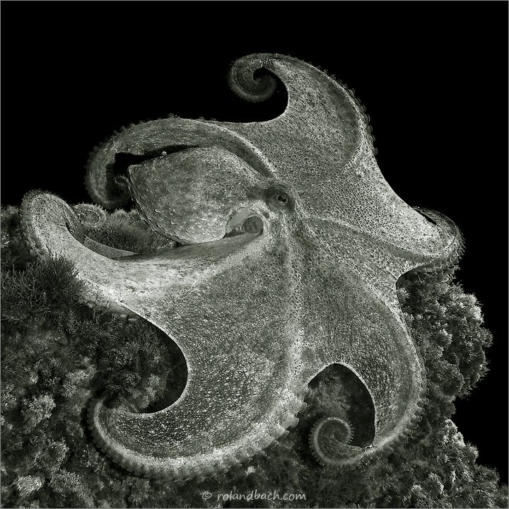 [:b:]pancake[:/b:] :) by Roland Bach 