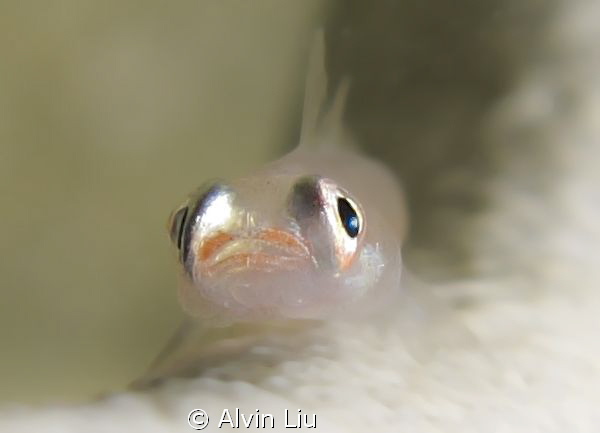I Shoot This with My Canon G12 at the Semak Daun Island by Alvin Liu 