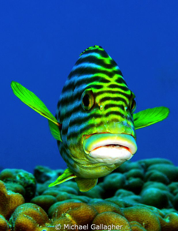 Oriental Sweetlip, Seychelles by Michael Gallagher 