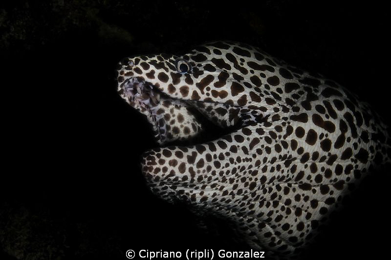 snoot morey by Cipriano (ripli) Gonzalez 