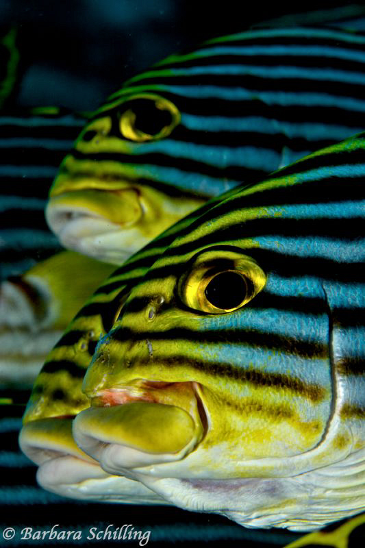 Oriental Sweetlips posing by Barbara Schilling 