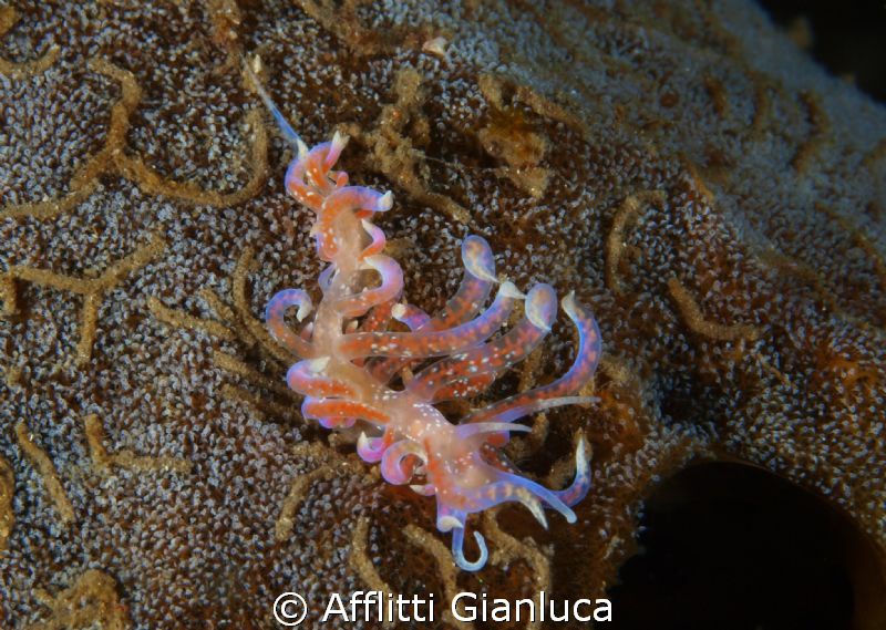 flabellina..... by Afflitti Gianluca 