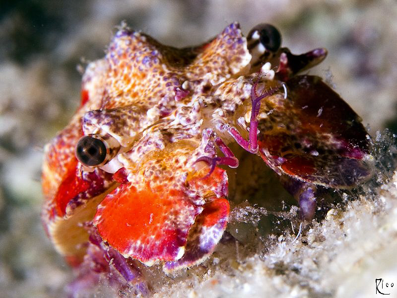 Juvenile Spanish Lobster ( size : around 5 cm small ). by Rico Besserdich 
