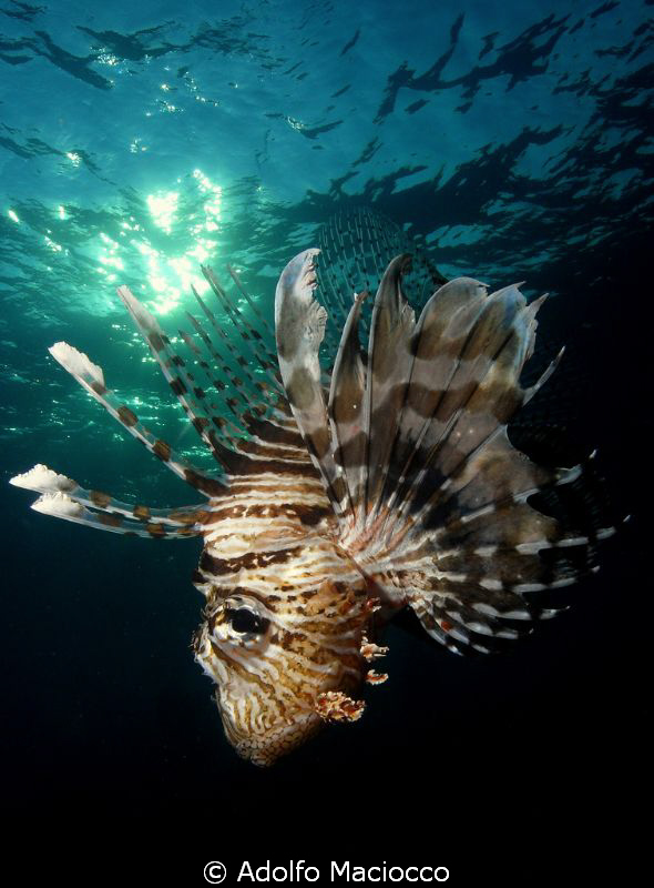 Hunting Lionfish by Adolfo Maciocco 