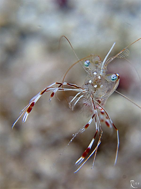 "Ready to rumble". A small ( 1,5 cm. ) cleaner shrimp is ... by Rico Besserdich 