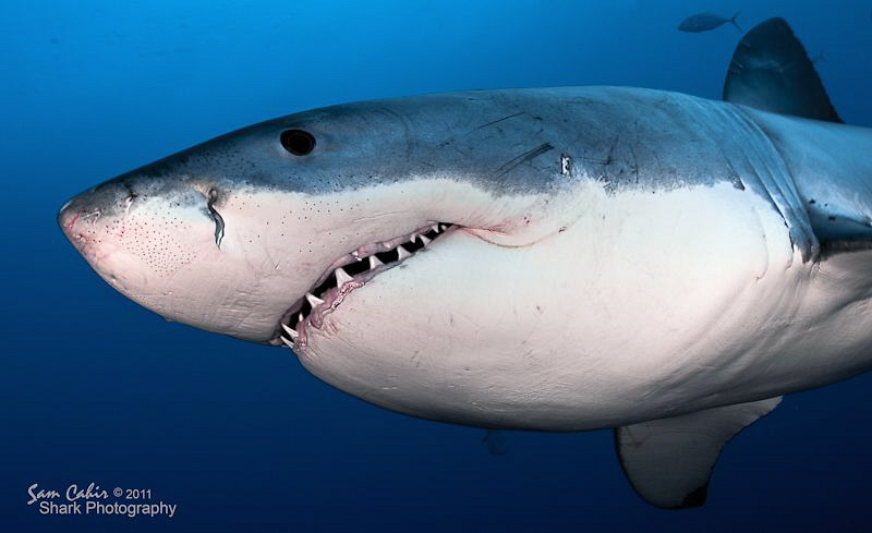 Watching Great Whites in their natural environment (in th... by Sam Cahir 