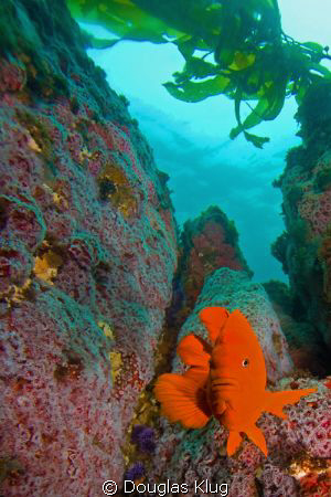 Colorful Challenge. A garibaldi defends its turf against ... by Douglas Klug 