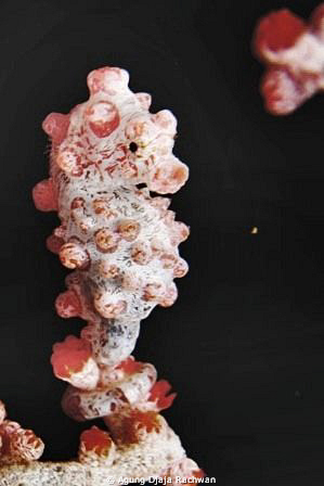 A pose of Bargibanti Pygmy Sea Horse ... My favourite ... by Agung Djaja Rachwan 