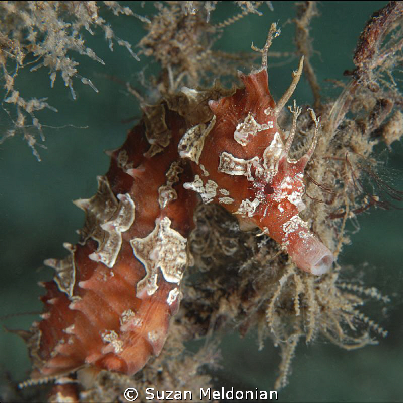 Seahorse by Suzan Meldonian 