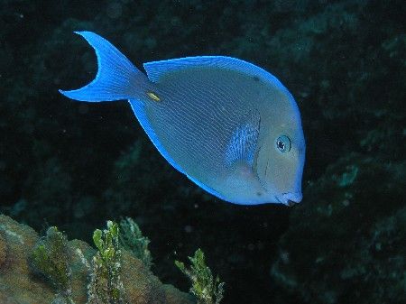 Bluetang, Bahamas, Olympus C-740. by Frank Arthur 
