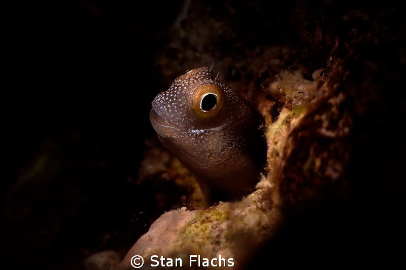 Blenny under micro-snoot II by Stan Flachs 