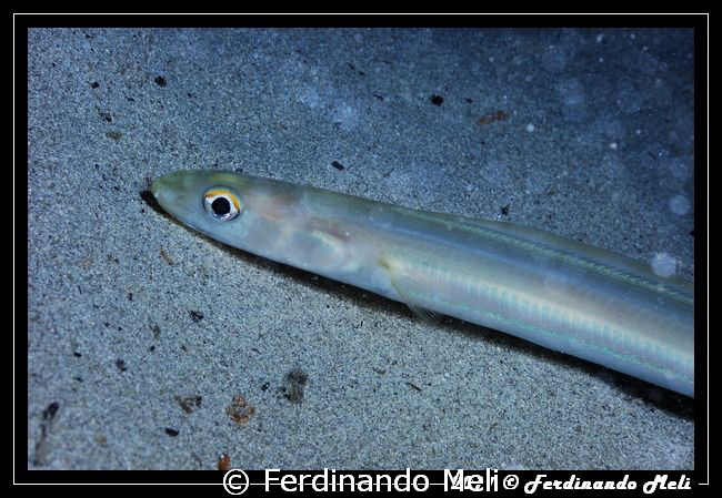 A curious fish in the bottom of the sea by Ferdinando Meli 