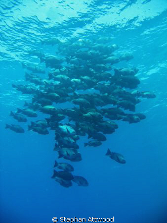 Shoal just off Elphinstone Reef by Stephan Attwood 