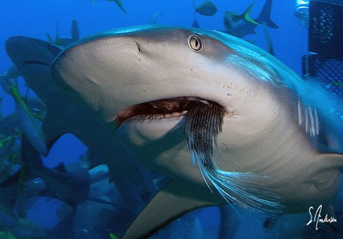 Reef Shark at Ginormous Reef swims off with a tail of a f... by Steven Anderson 