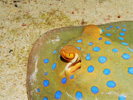 Stingray, shot in Ras Mohammed, Sahrm. Sea&Sea 5000g, YS2... by Kutay Davudoglu 