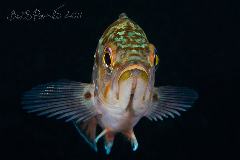 What you need?
/ white-edged rockfish by Boris Pamikov 