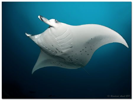 Fairytale is an amazing manta point near Helengeli (North... by Reinhard Arndt 