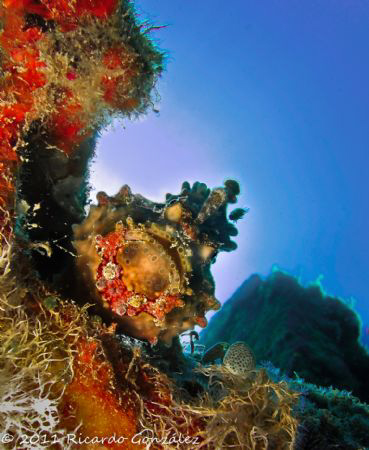 Make up on.... pose.... smile (or not).
Warty Frogfish by Ricardo Gonzalez 