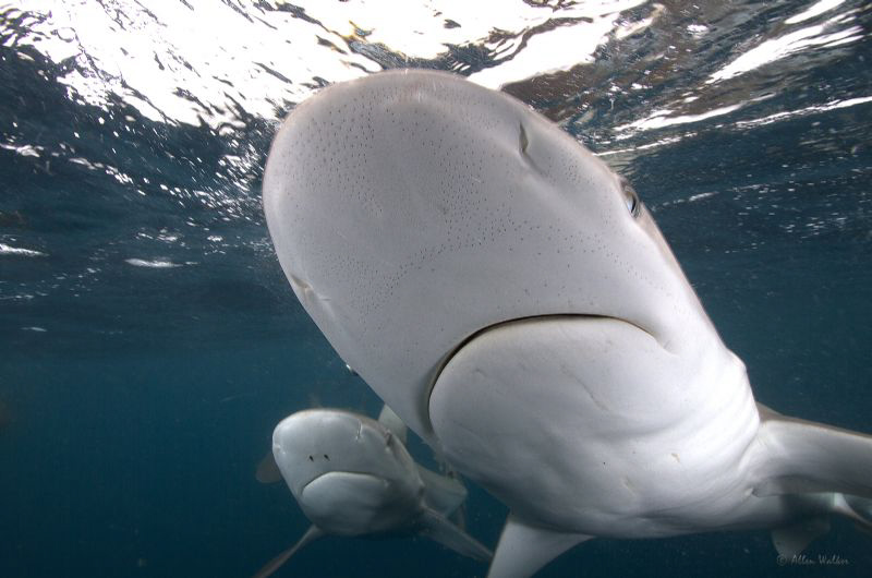 Dusky sharks close up by Allen Walker 