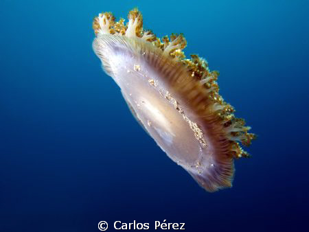 Caribbean Cassiopea E-PL1 F7.1 1/160sec ISO200 at Crash B... by Carlos Pérez 